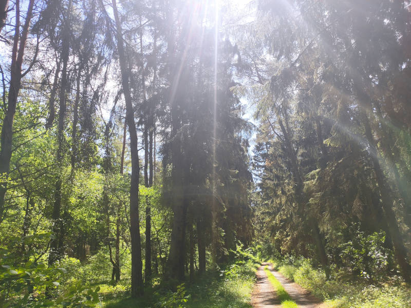 Das größte zusammenhängende Waldgebiet auf der Insel Usedom: die Mellenthiner Heide.