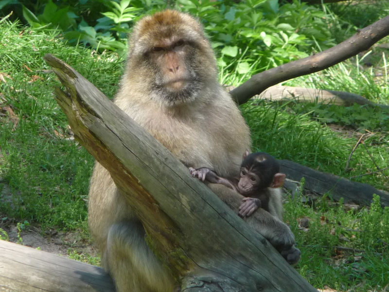 Einen Tagesausflug unbedingt wert: Der ausgedehnte Tierpark von Ueckermünde.