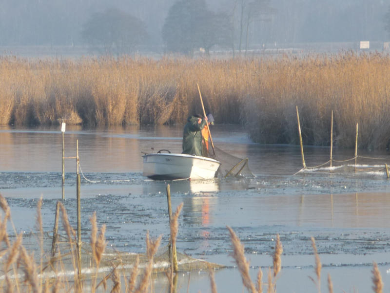 Fischfang auf der Insel Usedom: Eine Reuse wird auf der vereisten Melle eingeholt.