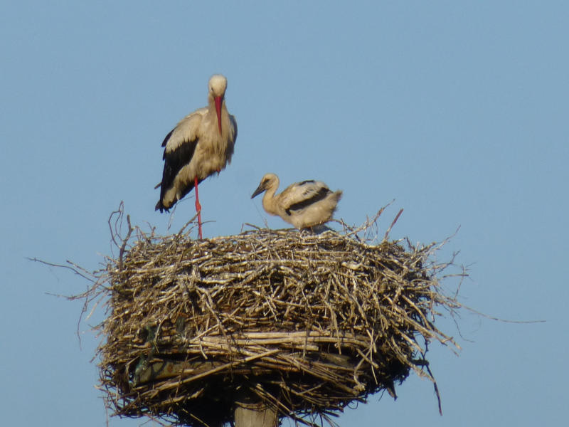 Brutpflege: In Pudagla, im Usedomer Hinterland, kümmert sich ein Storch um seinen Nachwuchs.