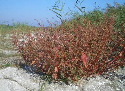 Salzresistent: Pflanzen auf der Großen Strandwiese bei Peenemünde.