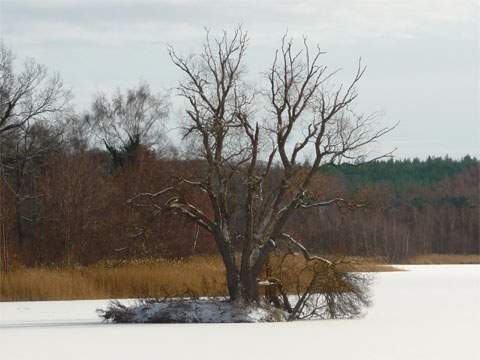 Die Schwaneninsel im Kölpinsee: Der Winter beginnt.