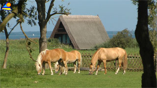 Auf der Halbinsel Lieper Winkel der Insel Usedom liegt das hübsche Feriendorf Grüssow.